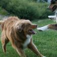 Hundeschule Passau - Hundetrainer Schärding Hundeschule Passau - Hundetrainer Schärding