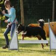 Agility Hundeschule Agility Hundeschule