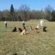 Hundetraining für erwachsene Hunde Hundetraining für erwachsene Hunde