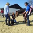 Hundeschule in Passau - Ausflug auf den Pferdehof Hundeschule in Passau - Ausflug auf den Pferdehof