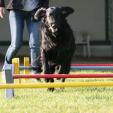 Agility Hundeschule Agility Hundeschule
