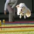 Agility Hundeschule Agility Hundeschule