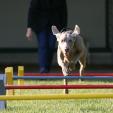 Agility Hundeschule Agility Hundeschule