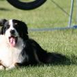 Agility Hundeschule Agility Hundeschule