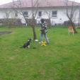 Hundeschule - lustiges Training Hundeschule - lustiges Training