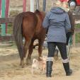 Hundeschule in Passau - Ausflug auf den Pferdehof Hundeschule in Passau - Ausflug auf den Pferdehof